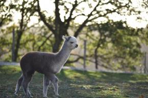 Agriturismo Il Beccafico Alpaca Gubbio